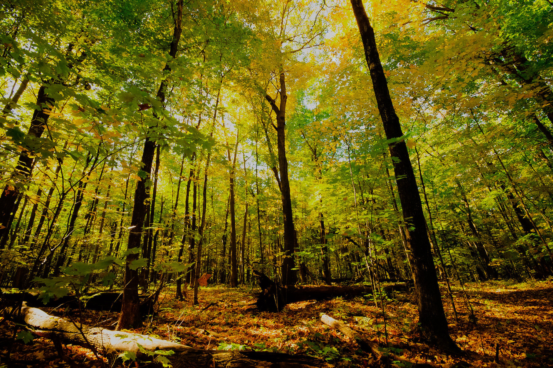 Cuando los árboles no nos dejan ver el bosque - Santi Garcia