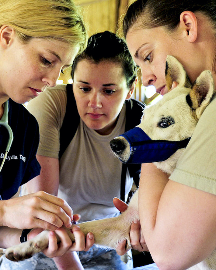 No solo veterinarios